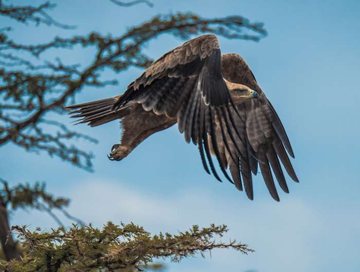 Ol-Seki-Hemingways-Mara-Game-Drive-Eagle-in-Flight-Kenya - GALLERY.jpg